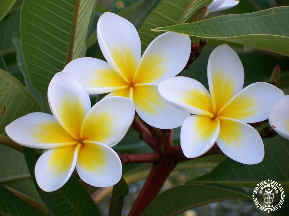 hamac xl maderas 7 11